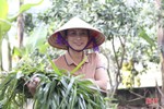 Hội viên phụ nữ Hương Sơn làm giàu từ mô hình kinh tế vườn - chuồng