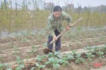 Các địa phương ở Hà Tĩnh đẩy nhanh tiến độ sản xuất vụ đông