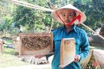 Liên kết sản xuất, tiêu thụ mật ong để nâng cao thu nhập