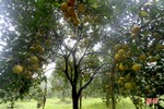 Ngắm những cây cam “siêu quả” ở Hà Tĩnh