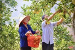 Ngắm vườn cam hữu cơ trĩu quả ở xã biên giới Hà Tĩnh