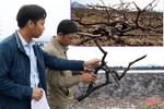 Khó khăn trong tái sinh 43 ha rừng ngập mặn bị chết ở Hà Tĩnh