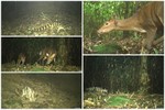 Phát hiện 58 loài động vật quý hiếm tại Vườn Quốc gia Vũ Quang qua bẫy ảnh