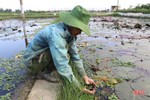 Nông dân huyện miền núi Hương Sơn chia sẻ kinh nghiệm nuôi ốc bươu đen