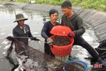 Người nuôi trồng Hà Tĩnh thu 5.800 tấn tôm thương phẩm
