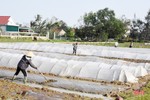 Lộc Hà phấn đấu phủ kín hơn 4.774 ha cây trồng vụ xuân