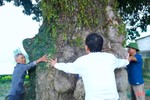 Chiêm ngưỡng cây trôi hơn 400 năm tuổi ở Hà Tĩnh
