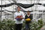 “Mướt mắt” vườn ớt chuông Hà Lan và Israel trong nhà màng ở Hà Tĩnh