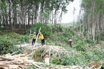 Hà Tĩnh tập trung phát triển và nâng cao hiệu quả sử dụng rừng trồng