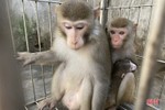 Bàn giao 3 cá thể động vật quý hiếm cho Vườn Quốc gia Vũ Quang