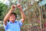 Tết cận kề, thời tiết “làm khó” người trồng đào ở Hà Tĩnh