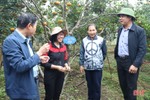 Phân bón Quế Lâm tăng hiệu quả sản xuất cho cây trồng ở Hương Sơn