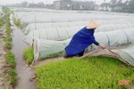 Rét đậm kéo dài, nông dân Hà Tĩnh tăng cường “giữ sức” cho lúa xuân