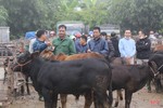 Chợ trâu bò lớn nhất Hà Tĩnh nhộn nhịp dịp cận tết