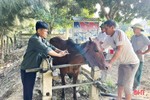 Xử lý dứt điểm các ổ dịch, không để dịch bệnh gia súc bùng phát ở Hà Tĩnh