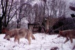 Chó sói đột biến ở Chernobyl có khả năng kháng ung thư