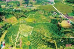 Nông dân Vũ Quang làm giàu từ nông nghiệp hữu cơ