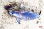 Phát hiện xác cá voi tại bờ biển Lộc Hà