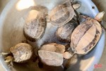 Phát hiện 6 con rùa quý hiếm khi làm đất, người đàn ông trình báo ngành chức năng