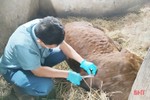 Xuất hiện bệnh viêm da nổi cục trên trâu bò ở Nghi Xuân