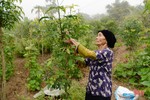 Loại cây trị bệnh xương khớp mang về nguồn thu cho người dân Can Lộc