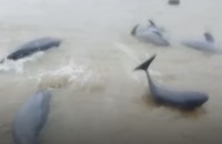 Ngư dân Hà Tĩnh đánh bắt được gần 20 con cá lạ