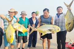 Trúng mẻ cá đặc sản, ngư dân Cẩm Xuyên thu hơn 300 triệu đồng 