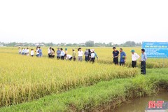 Mô hình sản xuất lúa theo hướng hữu cơ cho lợi nhuận cao