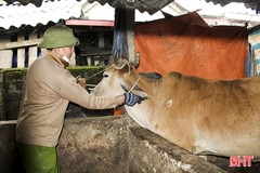 Khẩn trương khống chế gia súc mắc bệnh lở mồm long móng ở Đức Thọ