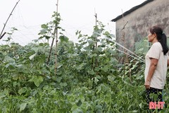 Nắng gay gắt, nông dân Hà Tĩnh vẫn thu nhập khá từ trồng rau