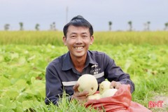 Mùa dưa bội thu của nông dân Thạch Hà