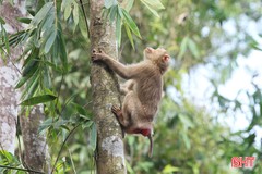 Tái thả 28 cá thể động vật hoang dã về Vườn Quốc gia Vũ Quang