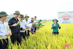 Nhiều giống lúa mới cho năng suất cao trên đồng ruộng Hương Khê