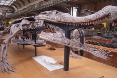 Brazil tìm thấy hóa thạch của loài bò sát giống cá sấu cổ đại