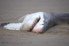Cá voi sát thủ đoạt mạng cá mập trắng trong 2 phút