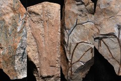Phát hiện khu rừng hóa thạch cổ nhất thế giới