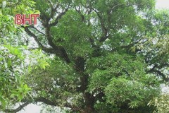 Cặp cây muỗm "Cây Di sản Việt Nam" gần 600 tuổi ở Hà Tĩnh
