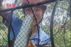 Người dân bắt được cá chình "khủng" trên sông Nghèn