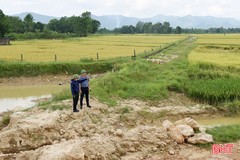 Sớm khắc phục khó khăn trong thu hoạch lúa xuân ở xã ven đô Hà Tĩnh