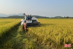 Can Lộc thu hoạch hơn 2.500 ha lúa xuân