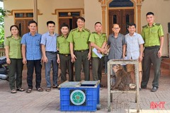 Công dân ở Can Lộc bàn giao cá thể trăn đất, khỉ mốc