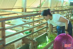 Nông dân Hương Sơn giảm nghèo bền vững từ nuôi dê