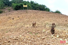 Thăm “đảo khỉ” giữa Vườn Quốc gia Vũ Quang