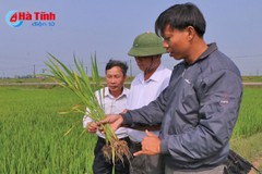 Sốc nhiệt, 1.143 ha lúa xuân ở Hà Tĩnh bị vàng, khô đầu lá