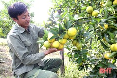 Háo hức đón Lễ hội Cam và sản phẩm nông nghiệp Hà Tĩnh 2018