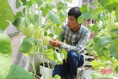 Nền nông nghiệp thành phố Hà Tĩnh hướng đến sản xuất sạch