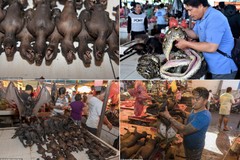 Khu chợ bán thịt dơi, rắn đáng sợ nhất Indonesia