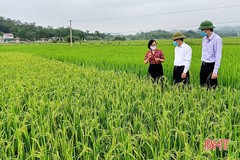 Nông dân Hương Sơn khẩn trương ra đồng phòng trừ sâu bệnh hại lúa xuân