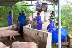 “Vượt” dịch tả lợn châu Phi, Công ty CP chăn nuôi Mitraco thu lãi hơn 95 tỷ đồng