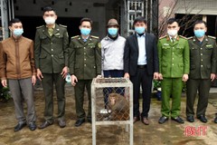 Bàn giao cá thể khỉ đuôi lợn nặng 6kg cho Vườn Quốc gia Vũ Quang